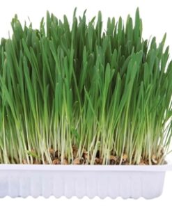 TRIXIE KNAAGDIERGRAS