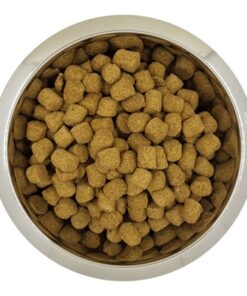 YOURDOG CHIEN FRANÇAIS BLANC ET ORANGE SENIOR