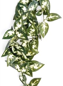 KOMODO BORNEO HANGENDE VAREN