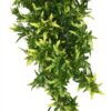 KOMODO CROTON PLANT