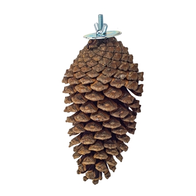 BACK ZOO NATURE FORAGING PINE CONE